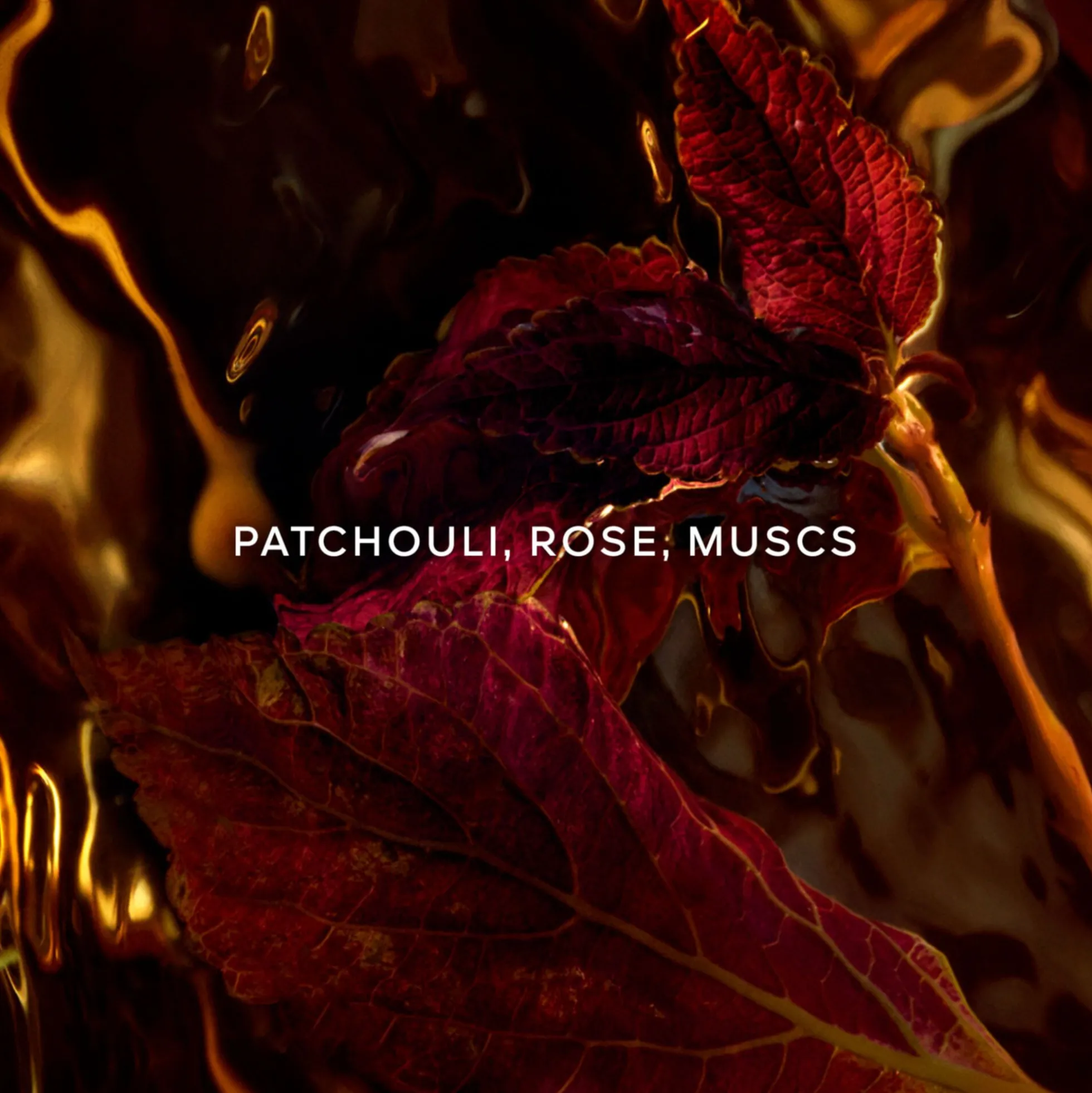Absolus Allegoria Patchouli Ardent