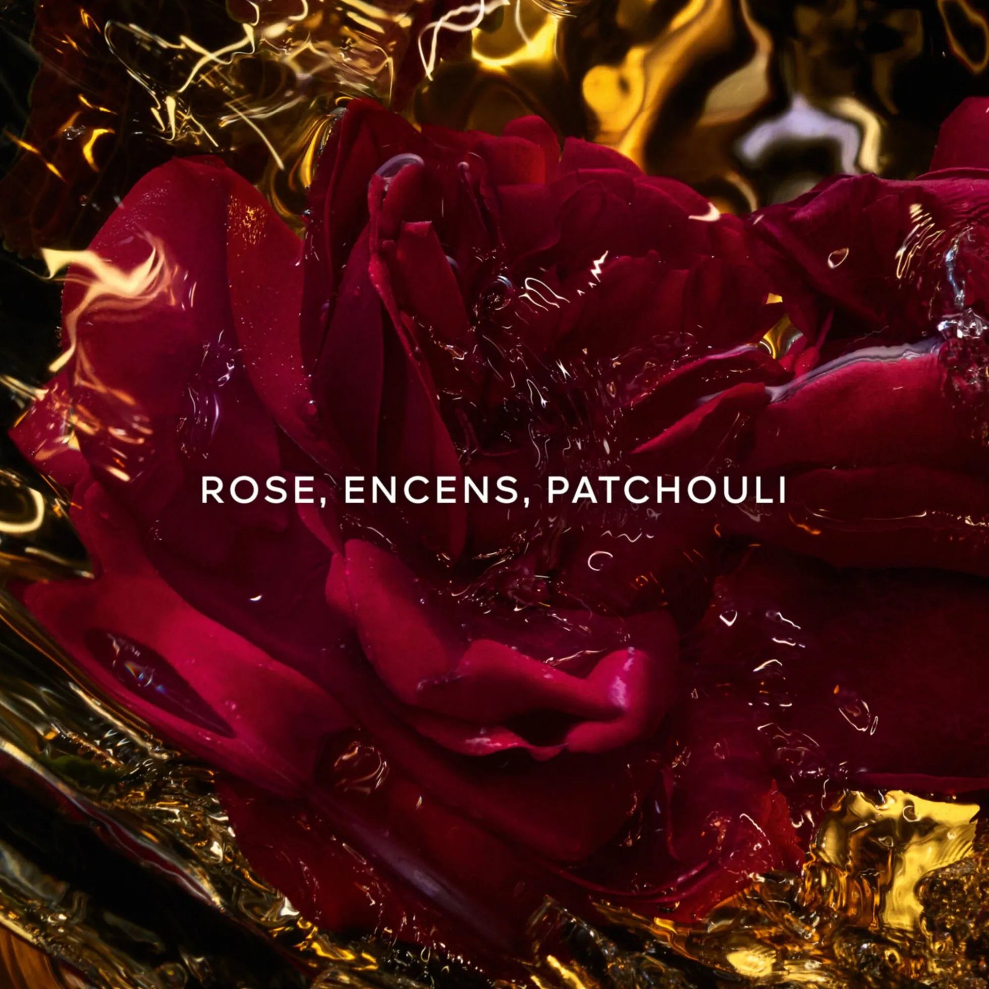 Absolus Allegoria Rose Amira