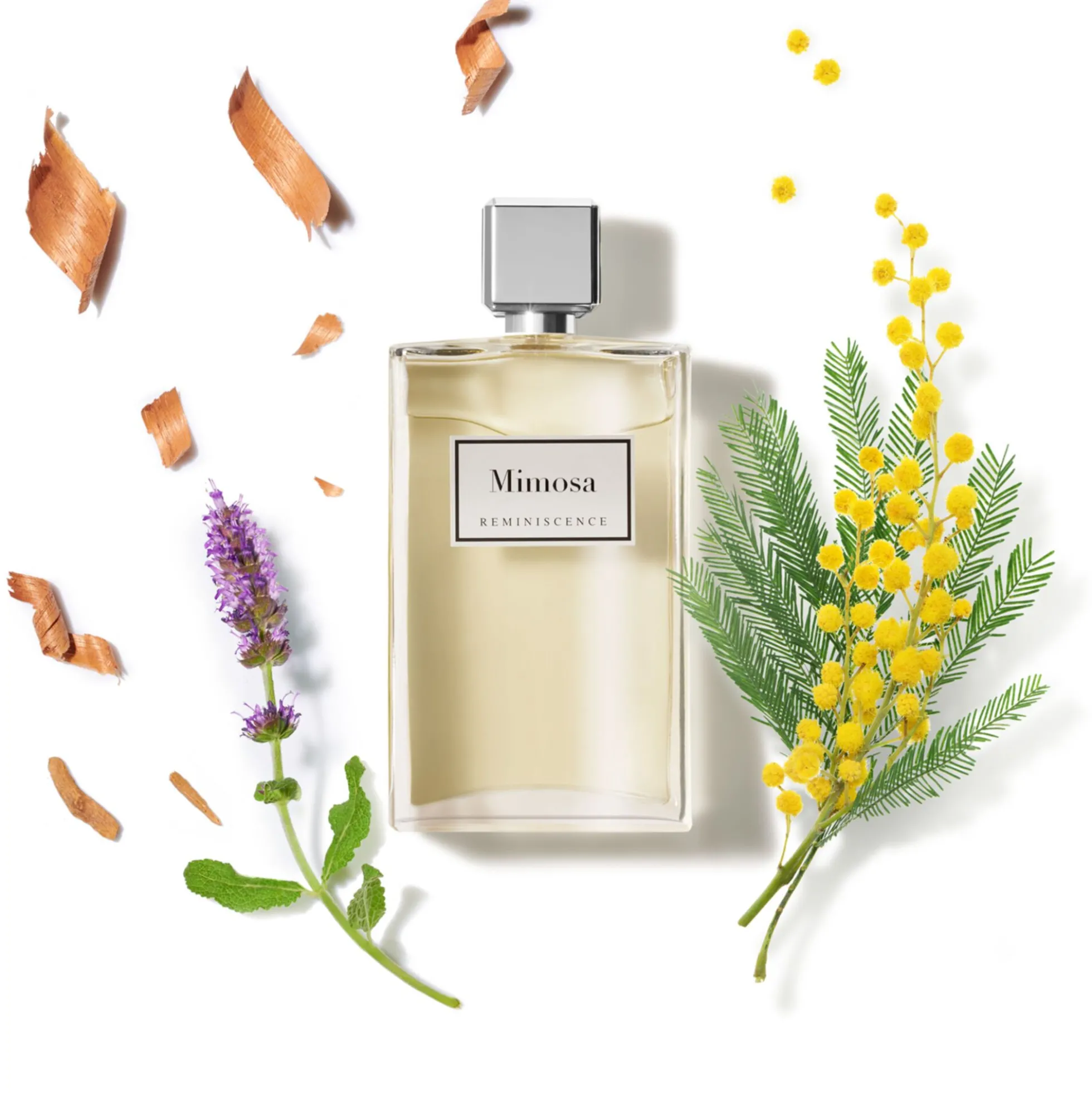 Mimosa
